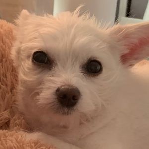 Meet your Posher, Chloe